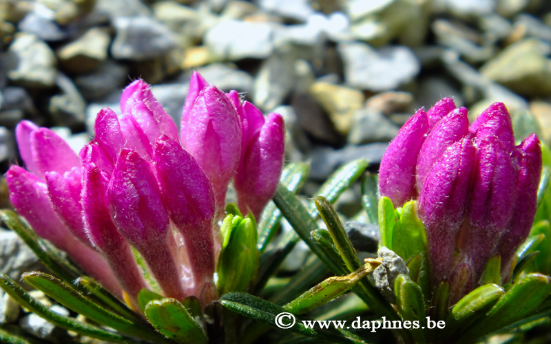 Daphne arbuscula 'Muran Pride'